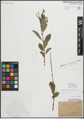 Foto von Salix myrsinifolia Salisb.